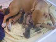 honden foto honden foto van Mandy