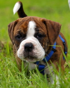 honden foto van Machtelt