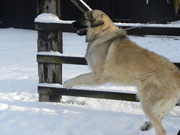 honden foto van Hans van Koningsbrugge