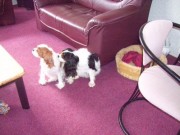 honden foto van jan list