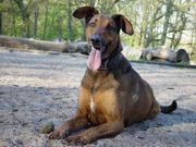 honden foto van Jazz R.I.P. 