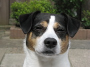 honden foto van Jacqueline / Max