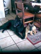 honden foto van Schueremans Marcel