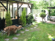 honden foto van winneke dirksen