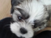 honden foto van cyrilla