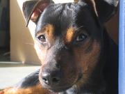 honden foto honden foto van G. Kost