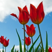 honden foto van E. van de Wouw