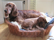 honden foto van M. van der Valk