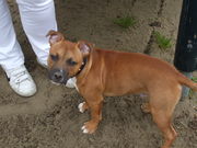 honden foto van Jennifer