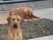 honden foto van Jeroen