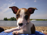 honden foto honden foto van fleur