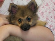 honden foto van melissa