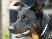 honden foto van Sandra