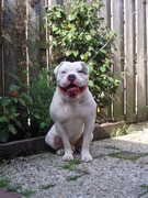 honden foto van patricia graafland