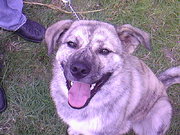 honden foto van Alexander Bronneberg