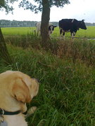 honden foto van anita