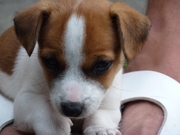 honden foto van Lilian