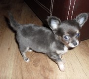 honden foto van Chayenne & Caymen's Chihuahua's 