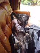 honden foto van Just Nikey...