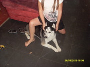 honden foto honden foto van angie