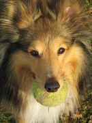 honden foto van Swift