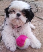 honden foto van Edith Kooijers