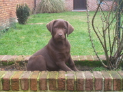 honden foto honden foto van Rogge Anne-Marie