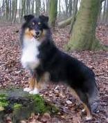 honden foto honden foto van renske