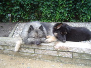 honden foto honden foto van Marion