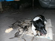 honden foto van Willeke