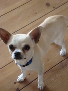 honden foto van  Luna,Fonsje, Hummel en Mommeltje