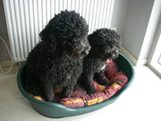 honden foto van Ann Cleenwerck