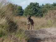 honden foto van Amador