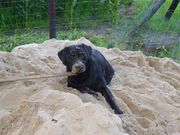 honden foto van Joyce Beumer