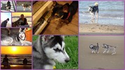 honden foto van Marleen