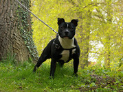 honden foto van wendy