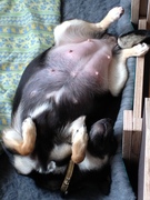 honden foto van Miran