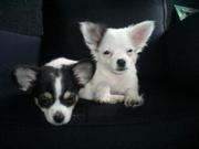 honden foto van marielle cooper en cosmo 