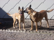 honden foto van natascha