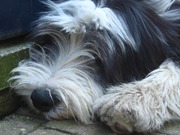 honden foto van Ilse Korving