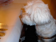 honden foto van Isha