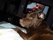 honden foto honden foto van petra