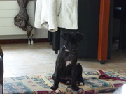 honden foto van chantal