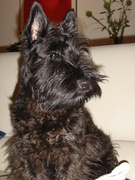 honden foto honden foto van Monik