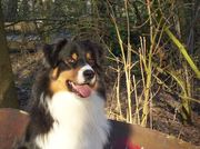 honden foto honden foto van Margje