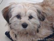 honden foto honden foto van mariska