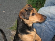 honden foto van Marijke