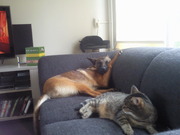 honden foto van Marleen van Laarhoven