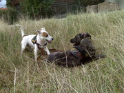 honden foto honden foto van melody