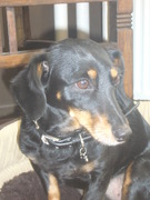 honden foto van Deedee